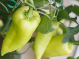 9 главных ошибок при выращивании перцев