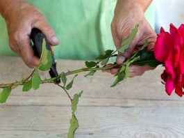 Как укоренить розу из букета: 3 проверенных способа