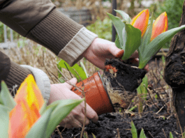Когда и как посадить тюльпаны весной