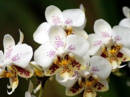 Как добиться буйного цветения орхидеи: 9 основных правил