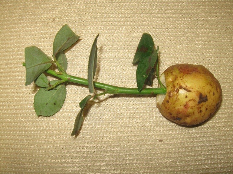 Выращиваем розы в картошке из подаренного букета