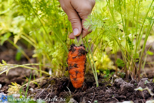 Как правильно сеять морковь, чтобы она быстро взошла + видео