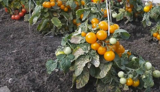 https://www.dom-v-sadu.ru/wp-content/uploads/2018/12/shtambovye-pomidory.jpeg