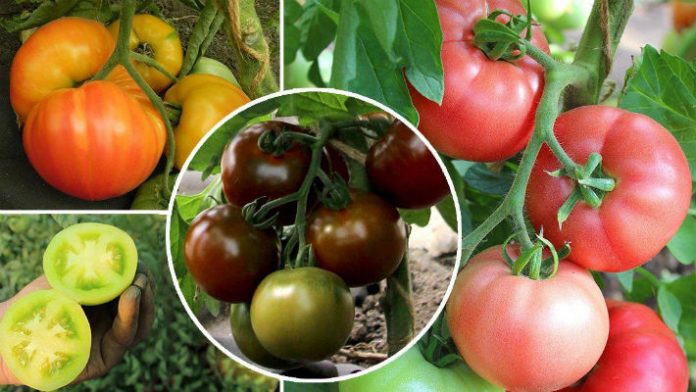 novye-sorta-tomatov-na-2020-god-vybiraem-luchshee