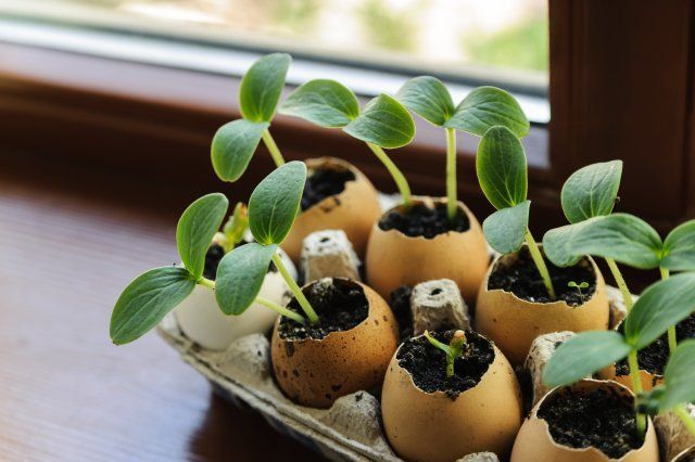 On the windowsill is a box of sprouts in egg shells