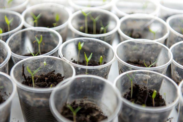 young green sprouts growing in a glass on the window