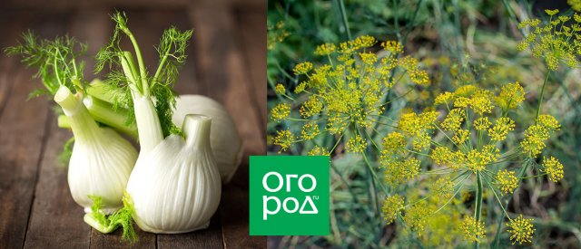 фенхель посадка выращивание уход эфирное масло