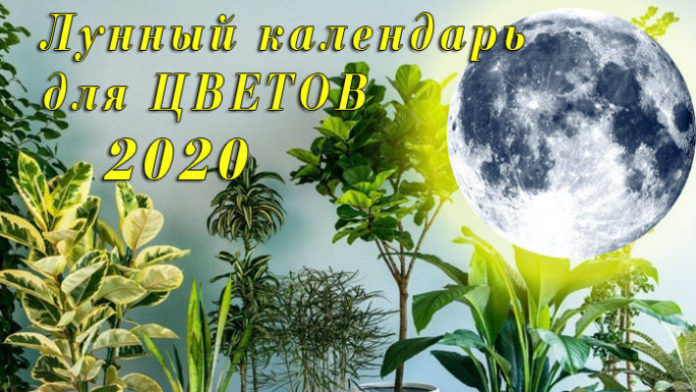 lunnyj-kalendar-dlya-komnatnyx-rastenij-na-2020-god