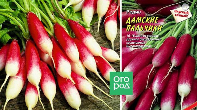 Ранние сорта редиса: что можно посадить, чтобы похрустеть уже весной