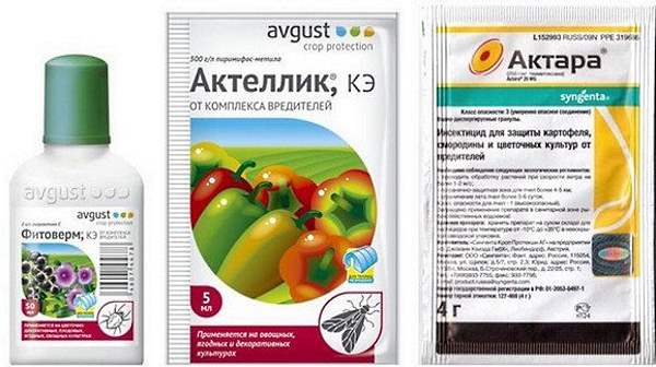 Щитовка на комнатных растениях - как избавиться, химические препараты и народные методы