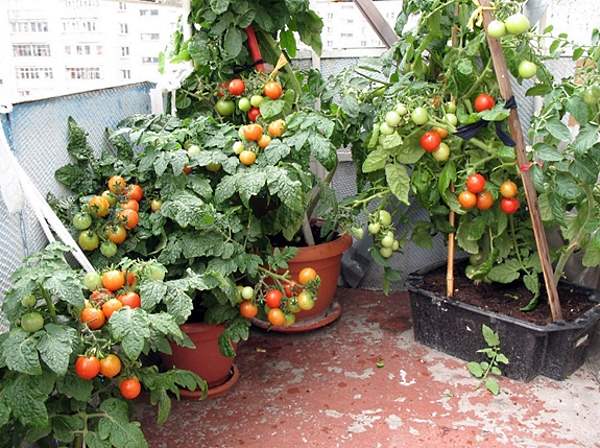 томаты выращивание