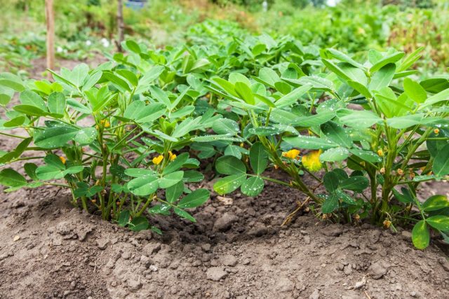 Арахис (Arachis hypogaea) — совсем даже и не орех, а бобовое растение со стручками (бобами), в которых содержатся семена, неправильно называемые орехами