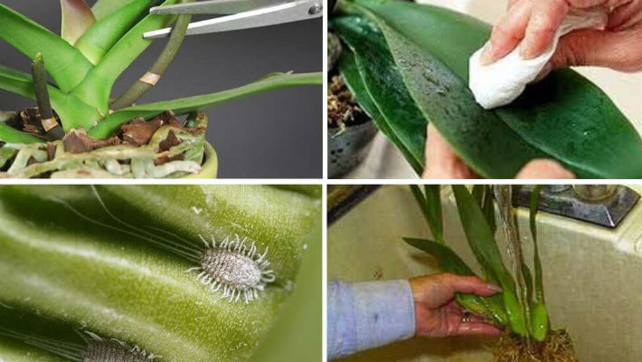 Почему на орхидеях появляется белый налет? Описание заболевания и рекомендации, как лечить растение