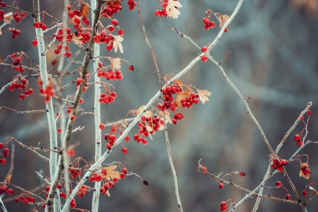 Боярышник (Crataegus)