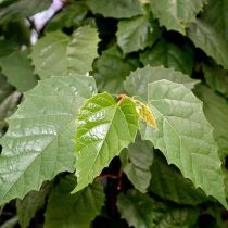 Циссус антарктический (Cissus antarctica)