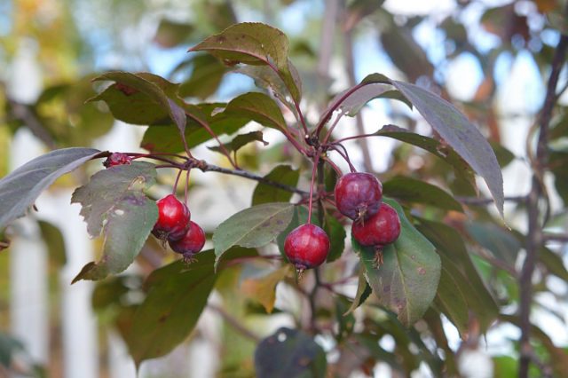 Декоративная яблоня (Malus)