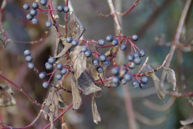 Дерен (Cornus) 