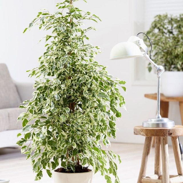 Фикус Бенджамина (Ficus benjamina)