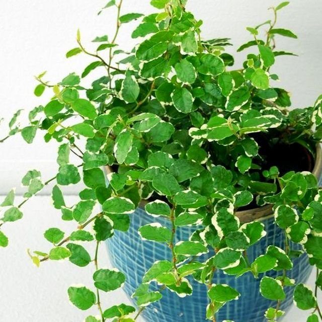 Фикус карликовый (Ficus pumila)