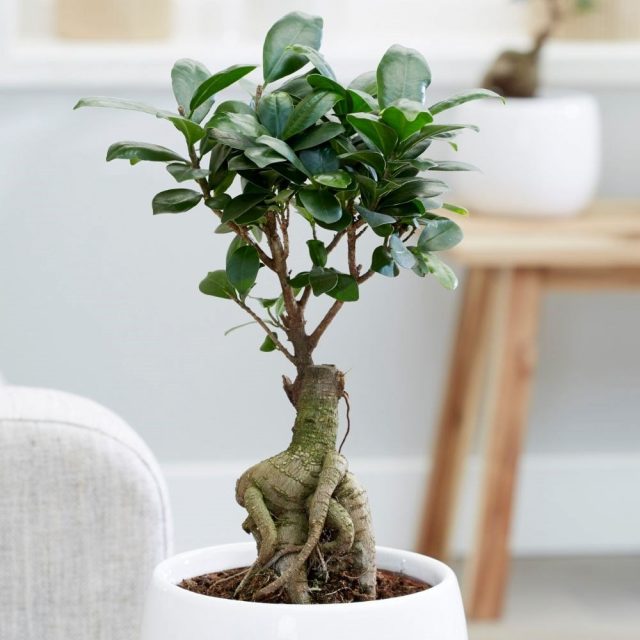 Фикус мелкоплодный (Ficus microcarpa)