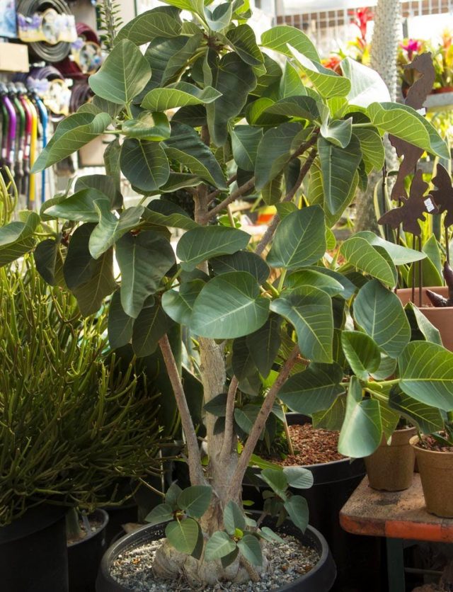 Фикус Палмера (Ficus palmeri)