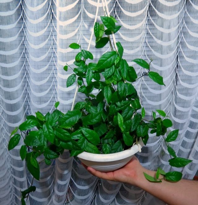 Фикус стреловидный (Ficus sagittata), или Фикус укореняющийся (Ficus radicans)