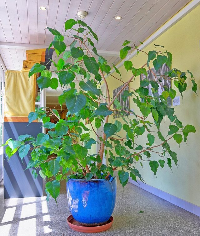 Фикус священный (Ficus religiosa)