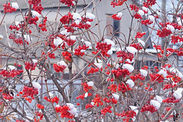 Калина обыкновенная (Viburnum opulus)