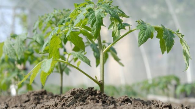 Комплексный уход за овощными культурами подразумевает не только выбор лучшего сорта, но и уход за почвой