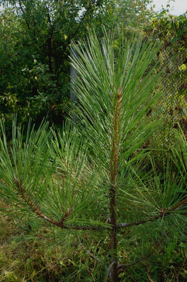 Молодой саженец сосны желтой, или Сосны Пондероза (Pinus ponderosa) в нашем саду