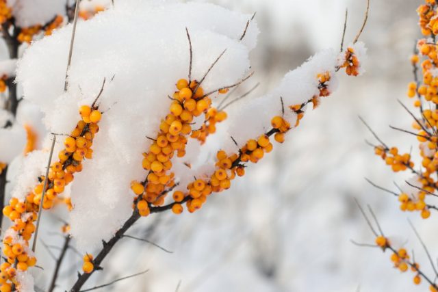 Облепиха (Hippophae) 