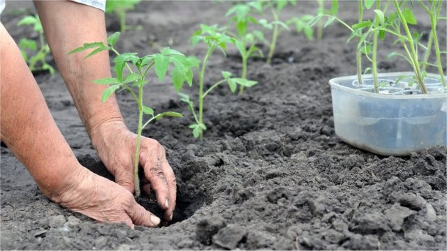 От того, какая разовьется рассада, будет зависеть иммунитет взрослого растения и урожай