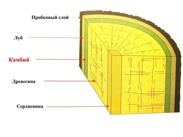 Рис. 1. Камбий — тонкий слой активных клеток