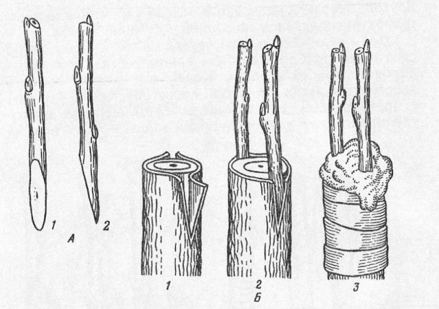 Рис. 1. Техника прививки