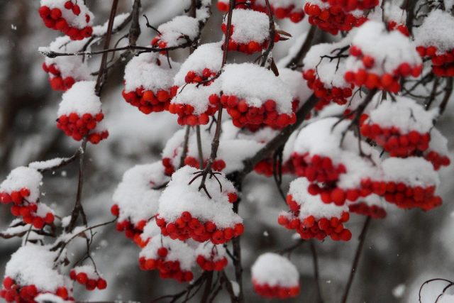 Рябина (Sorbus)