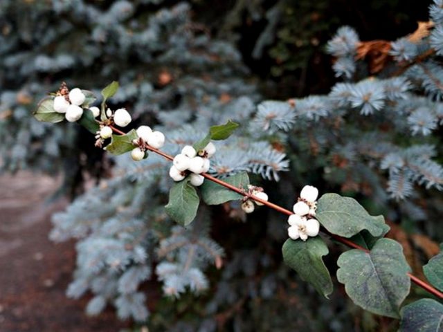 Снежноягодник (Symphoricarpos)