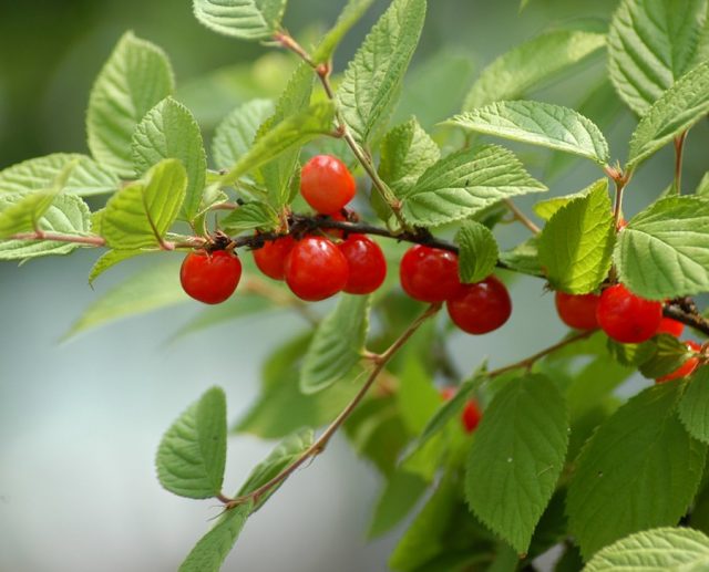 Вишня войлочная (Prunus tomentosa)