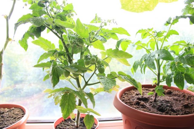 Выращивать томат в домашних условиях можно практически круглый год