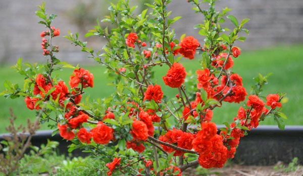 кустарник японской айвы