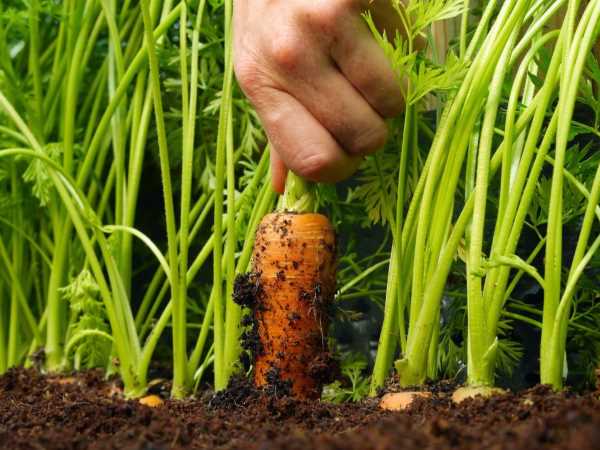 морковь посев в открытый грунт