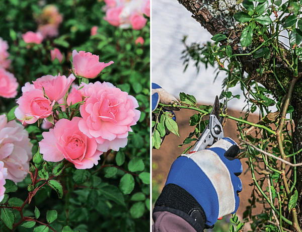 Слева: клумбовая роза Bonica 82. Справа: укоротите боковые побеги на однолетних приростах до 3-5 почек