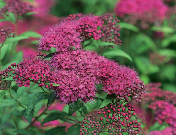 Спирея японская (Spiraea japonica)