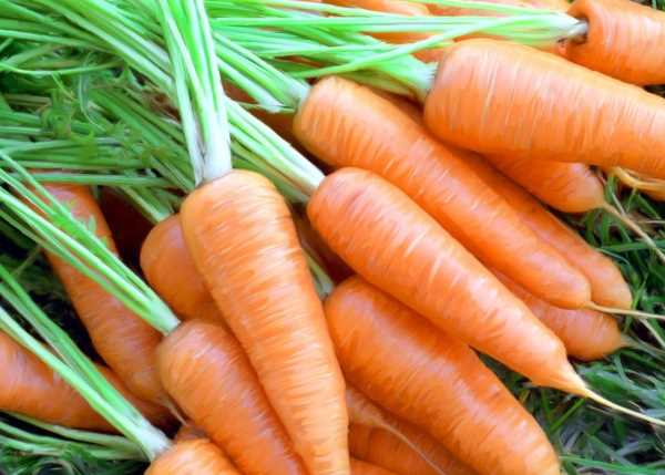 выращиваем морковь