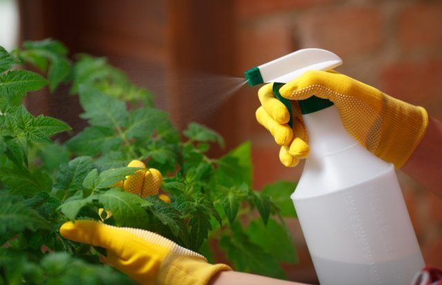 Обработка рассады инсектицидами поможет в борьбе с вредителями