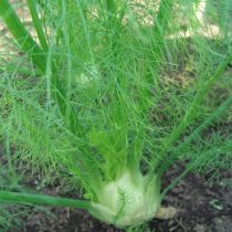 Фенхель обыкновенный (Foeniculum vulgare), сорт «Лидер»