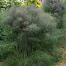 Фенхель обыкновенный (Foeniculum vulgare), сорт 'Purpureum'