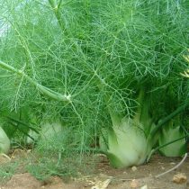 Фенхель обыкновенный (Foeniculum vulgare), сорт «Зефир»