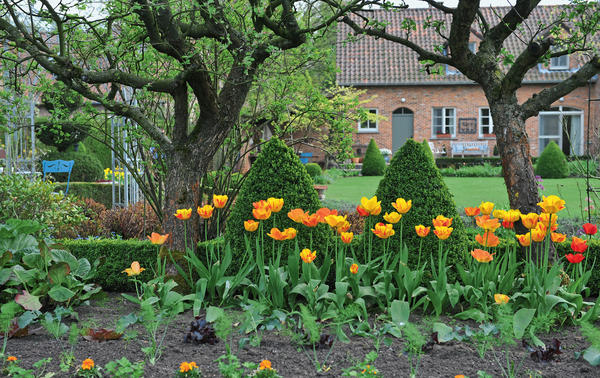 Грядки с рассадой можно украсить тюльпанами и гиацинтами