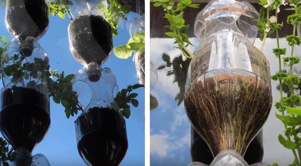 Растения укоренились, через прозрачный пластик хорошо видны корни. Фото автора