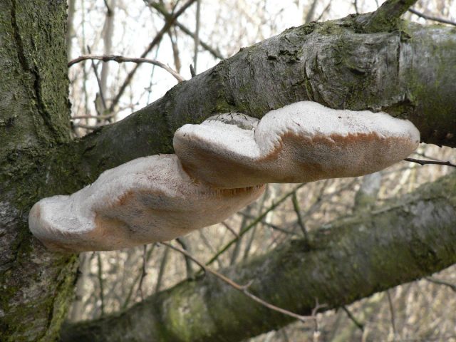 Сливовый трутовик (Phellinus tuberculosus)